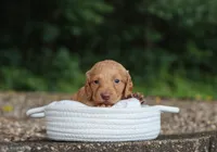 Avery, a female Miniature Dachshund for sale in Fresno, OH – 3 of 5