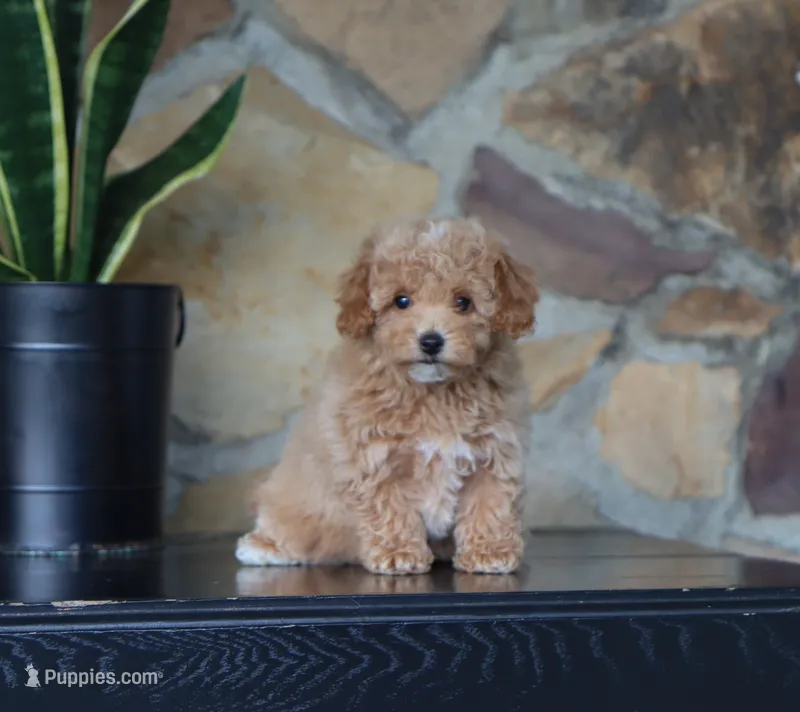Mia – Maltipoo puppy for sale in Fresno, OH
