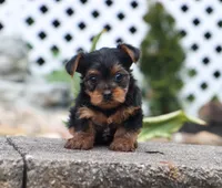 Eva, a female Yorkshire Terrier for sale in Fresno, OH – 3 of 5