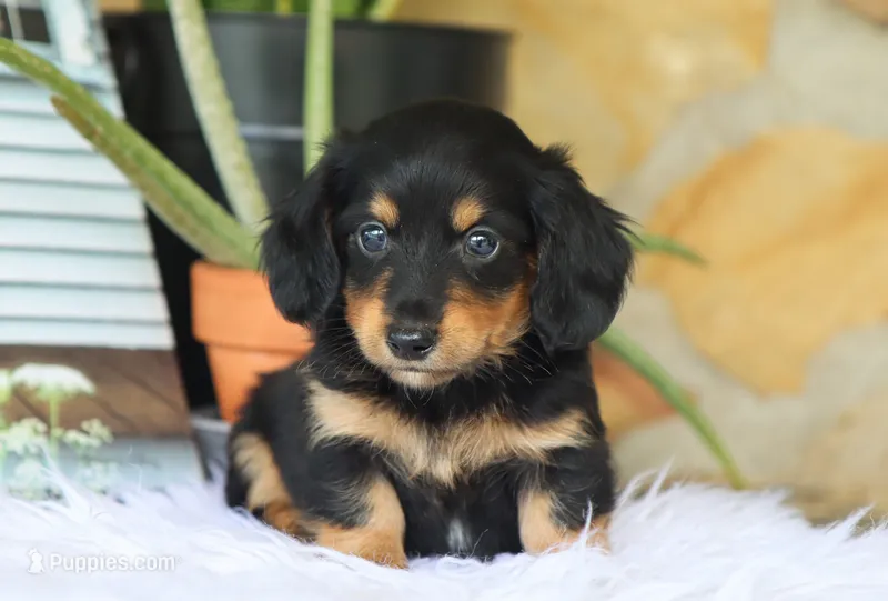 Walter – Miniature Dachshund puppy for sale in Fresno, OH