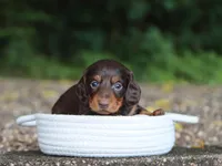 Archer, a male Miniature Dachshund for sale in Fresno, OH – 4 of 4