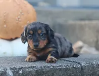 Patrick, a male Miniature Dachshund for sale in Fresno, OH – 7 of 7