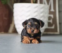 Evelyn, a female Yorkshire Terrier for sale in Fresno, OH – 4 of 4