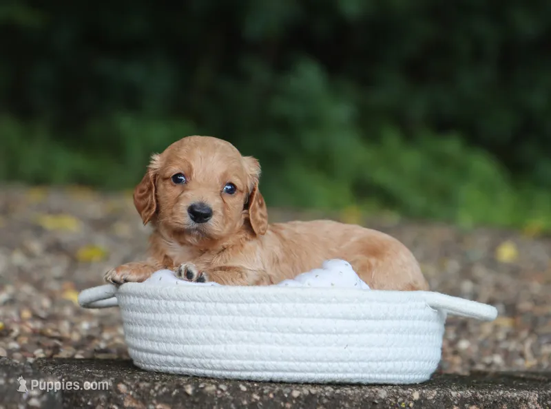 Audrey – Miniature Dachshund puppy for sale in Fresno, OH