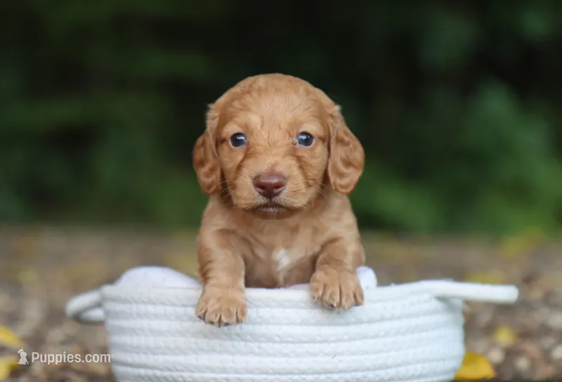 Austin – Miniature Dachshund puppy for sale in Fresno, OH