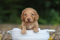 Austin, a male Miniature Dachshund for sale in Fresno, OH – 1 of 4