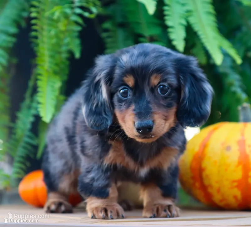 Patrick – Miniature Dachshund puppy for sale in Fresno, OH