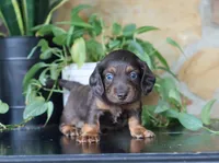 Dylan , a male Dachshund for sale in Fresno, OH – 2 of 3