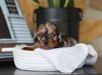 Oaklyn, a female Miniature Dachshund for sale in Fresno, OH – 3 of 5