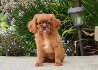 Tanner, a male Cavalier King Charles Spaniel for sale in Fresno, OH – 4 of 5