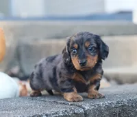Patrick, a male Miniature Dachshund for sale in Fresno, OH – 1 of 7