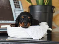 Olya, a female Miniature Dachshund for sale in Fresno, OH – 3 of 5