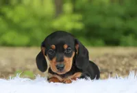 Ojay, a male Miniature Dachshund for sale in Fresno, OH – 4 of 4