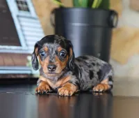 Ike, a male Miniature Dachshund for sale in Fresno, OH – 4 of 4