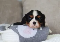 Kaden, a male Cavalier King Charles Spaniel for sale in Fresno, OH – 4 of 5