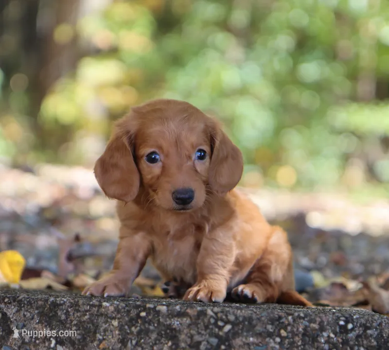 Lacey – Miniature Dachshund puppy for sale in Fresno, OH
