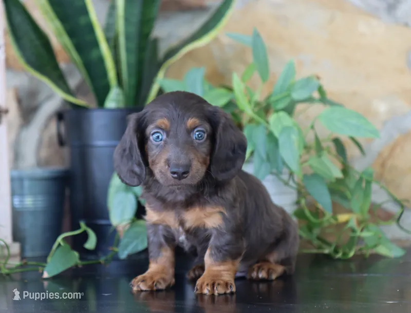 Dylan  – Dachshund puppy for sale in Fresno, OH