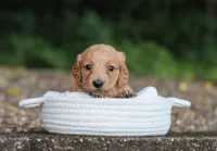 Audrey, a female Miniature Dachshund for sale in Fresno, OH – 4 of 5