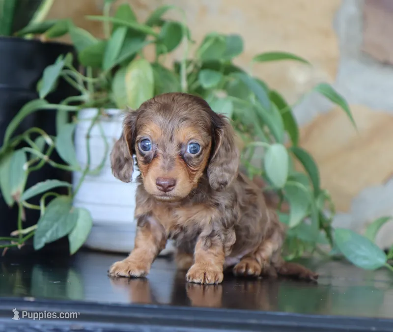 Uriah – Miniature Dachshund puppy for sale in Fresno, OH