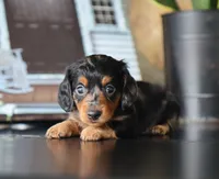 Ivy, a female Miniature Dachshund for sale in Fresno, OH – 4 of 4