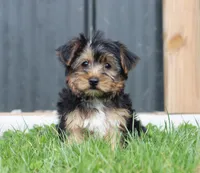 Beau, a male Yorkshire Terrier for sale in Fresno, OH – Photo 5 of 5