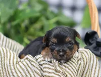 Beau, a male Yorkshire Terrier for sale in Fresno, OH – Photo 3 of 4