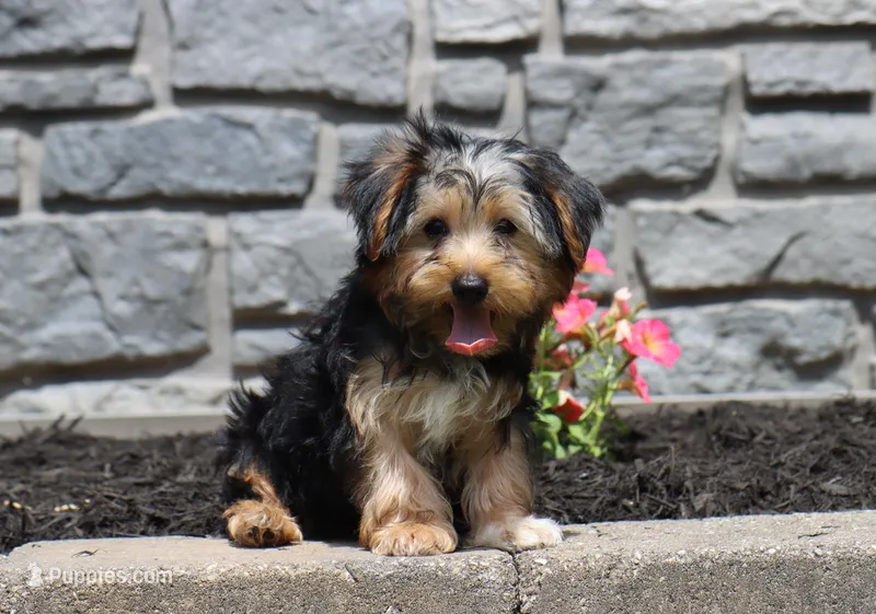 Beau – Yorkshire Terrier puppy for sale in Fresno, OH
