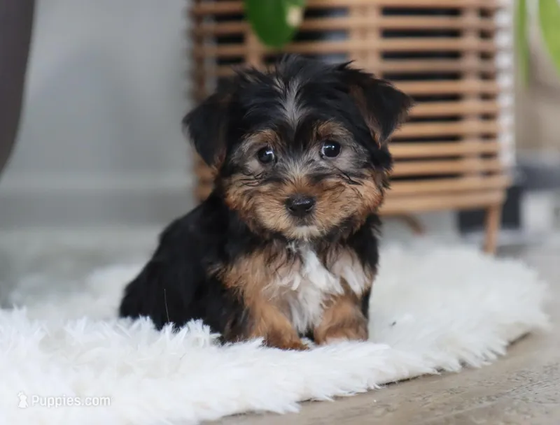 Beau – Yorkshire Terrier puppy for sale in Fresno, OH