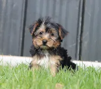Beau, a male Yorkshire Terrier for sale in Fresno, OH – Photo 3 of 5