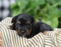 Beau, a male Yorkshire Terrier for sale in Fresno, OH – Photo 2 of 4