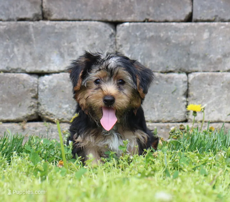 Beau – Yorkshire Terrier puppy for sale in Fresno, OH