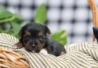 Beau, a male Yorkshire Terrier for sale in Fresno, OH – Photo 1 of 4