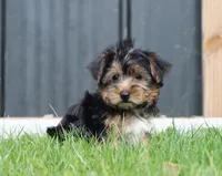 Beau, a male Yorkshire Terrier for sale in Fresno, OH – Photo 2 of 5