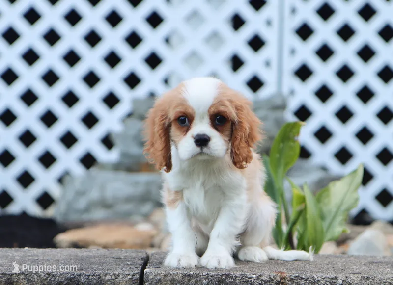 Upton – Cavalier King Charles Spaniel puppy for sale in Fresno, OH