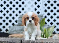 Upton, a male Cavalier King Charles Spaniel for sale in Fresno, OH – 1 of 7