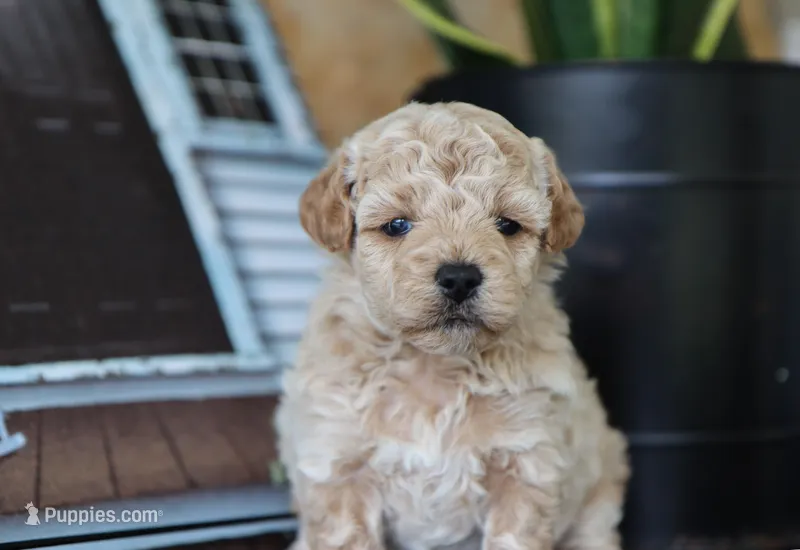 Maeve – Maltipoo puppy for sale in Fresno, OH