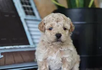 Maeve, a female Maltipoo for sale in Fresno, OH – 1 of 5