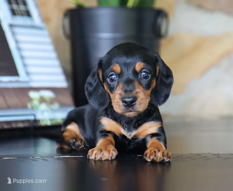 Izzy – Miniature Dachshund puppy for sale in Fresno, OH