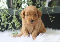 Albus, a male Miniature Goldendoodle for sale in Fresno, OH – 2 of 7