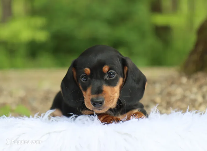 Ojay – Miniature Dachshund puppy for sale in Fresno, OH