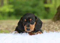 Ojay, a male Miniature Dachshund for sale in Fresno, OH – 1 of 4