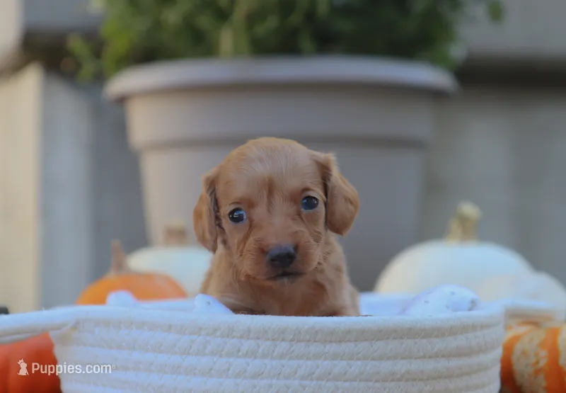 Layla – Miniature Dachshund puppy for sale in Fresno, OH