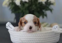 Nick, a male Cavalier King Charles Spaniel for sale in Fresno, OH – 2 of 4