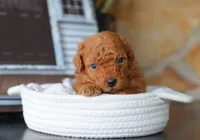 Sammy, a male Maltipoo for sale in Fresno, OH – 4 of 5