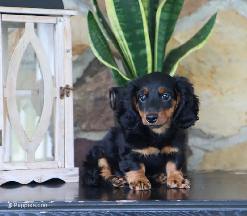 Gunner – Miniature Dachshund puppy for sale in Fresno, OH