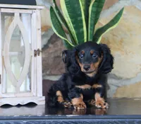 Gunner, a male Miniature Dachshund for sale in Fresno, OH – 1 of 6