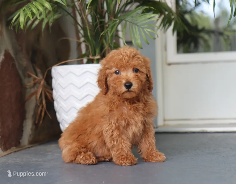 Sammy – Maltipoo puppy for sale in Fresno, OH