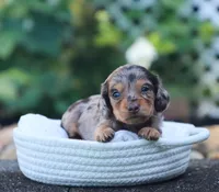 Unity, a female Miniature Dachshund for sale in Fresno, OH – 5 of 6