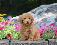 Sammy, a male Maltipoo for sale in Fresno, OH – 3 of 4