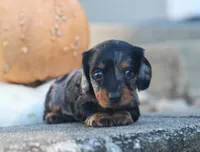 Peaches, a female Miniature Dachshund for sale in Fresno, OH – 1 of 4